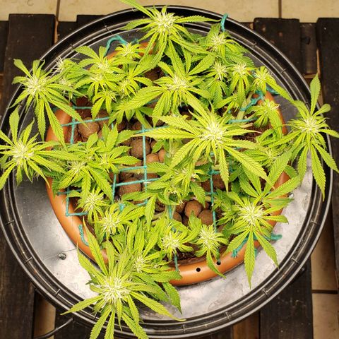 King Kush growlog timeline photo