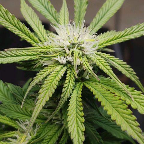 King Kush growlog timeline photo
