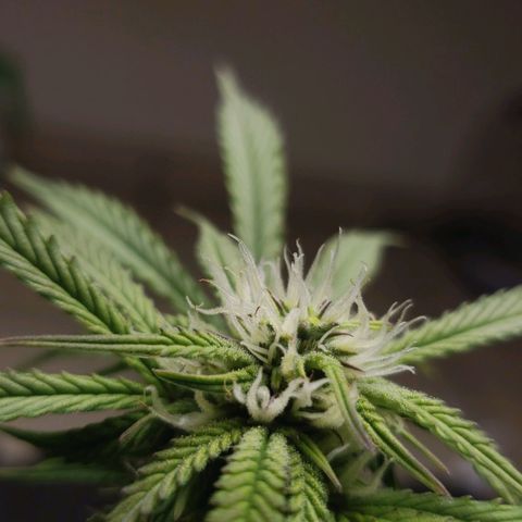 King Kush growlog timeline photo