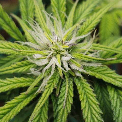 King Kush growlog timeline photo