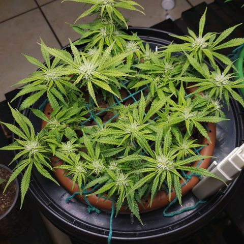 King Kush growlog timeline photo