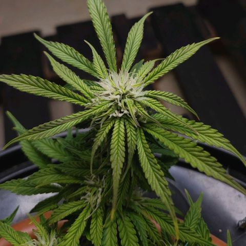 King Kush growlog timeline photo