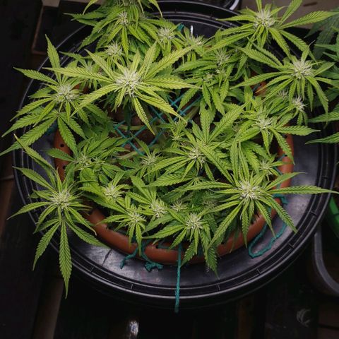 King Kush growlog timeline photo