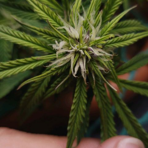 King Kush growlog timeline photo