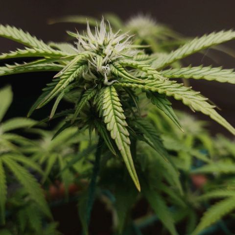 King Kush growlog timeline photo