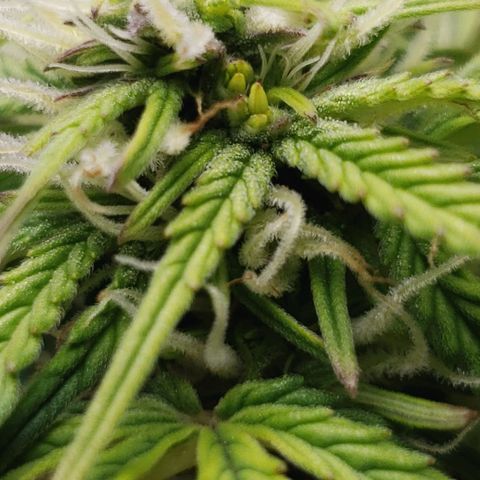 King Kush growlog photo: 🍌🍌🍌🍌🍌