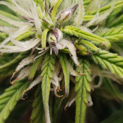 King Kush growlog photo: 🍌🍌🍌🍌🍌