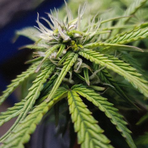 King Kush growlog photo: 🍌🍌🍌🍌🍌