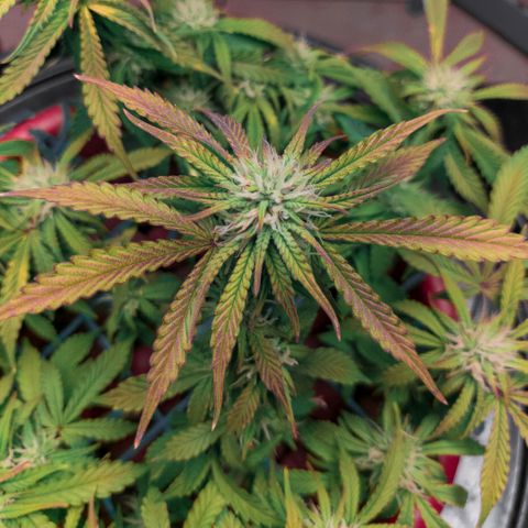 King Kush growlog timeline photo