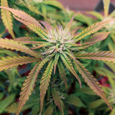 King Kush growlog timeline photo