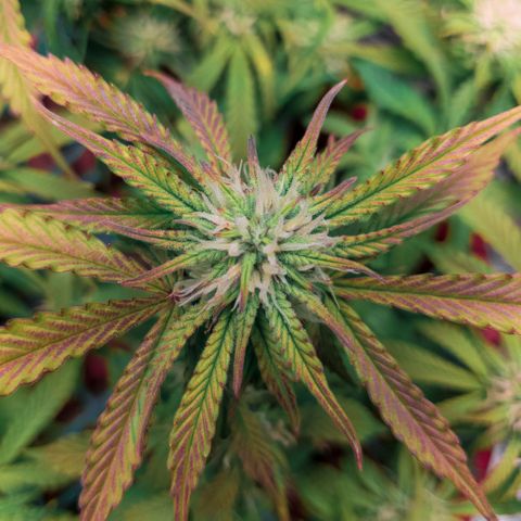 King Kush growlog timeline photo