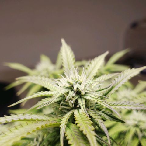 King Kush growlog timeline photo