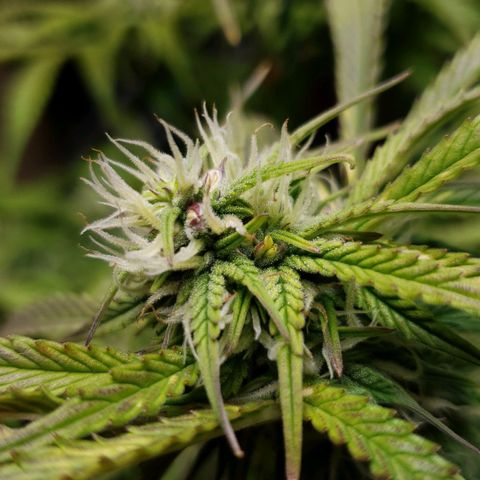 King Kush growlog timeline photo