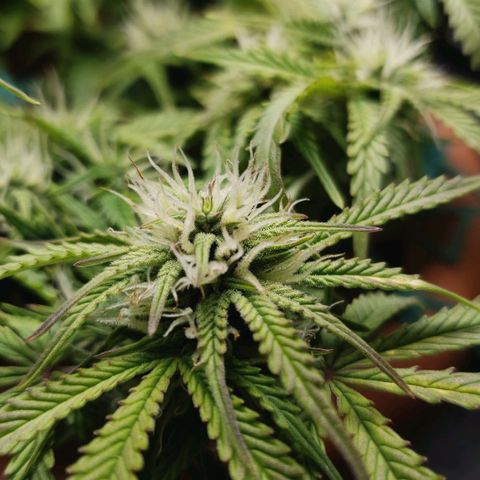 King Kush growlog timeline photo
