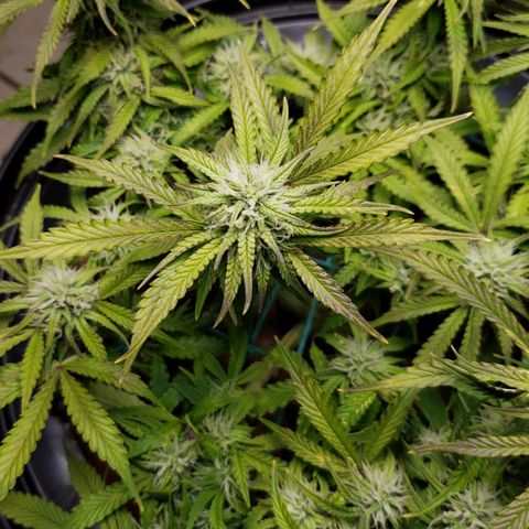 King Kush growlog timeline photo