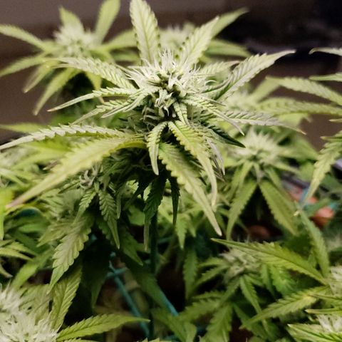 King Kush growlog timeline photo