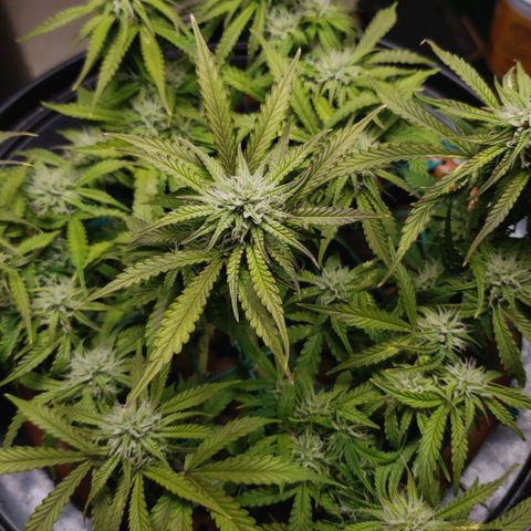 King Kush growlog timeline photo