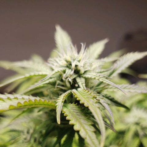 King Kush growlog timeline photo