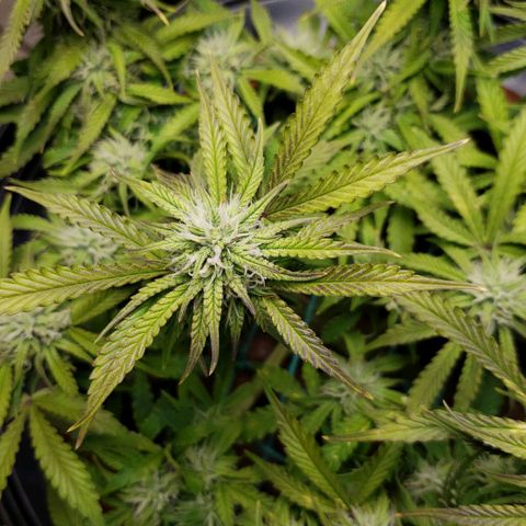 King Kush growlog timeline photo