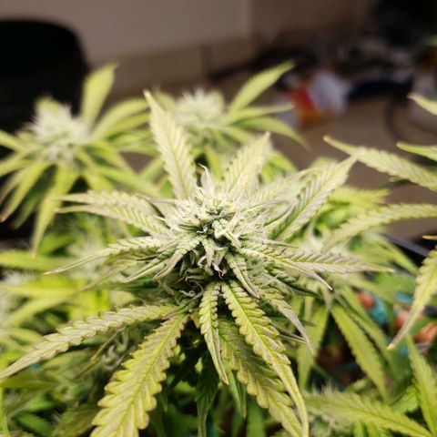 King Kush growlog timeline photo