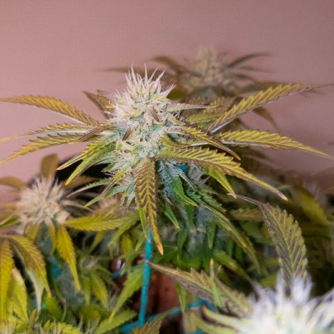 King Kush growlog timeline photo