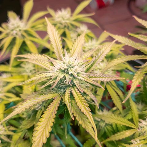 King Kush growlog timeline photo