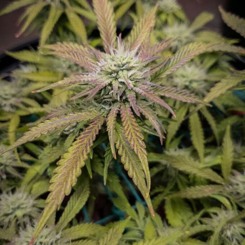 King Kush growlog timeline photo