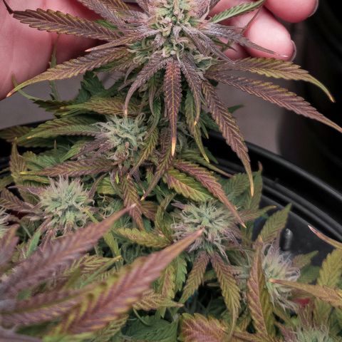 King Kush growlog timeline photo