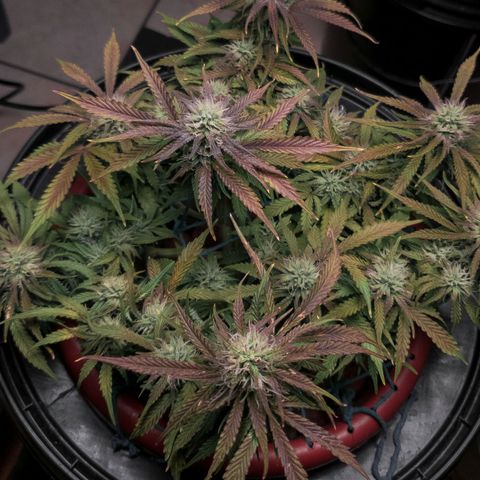 King Kush growlog timeline photo