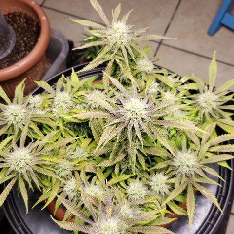 King Kush growlog timeline photo
