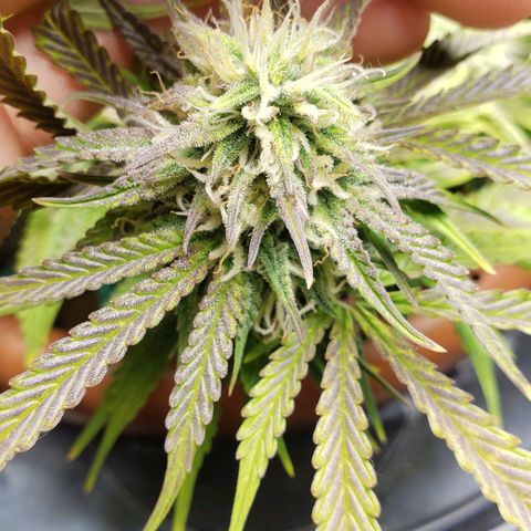 King Kush growlog timeline photo