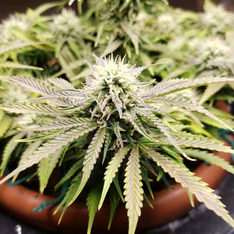 King Kush growlog timeline photo