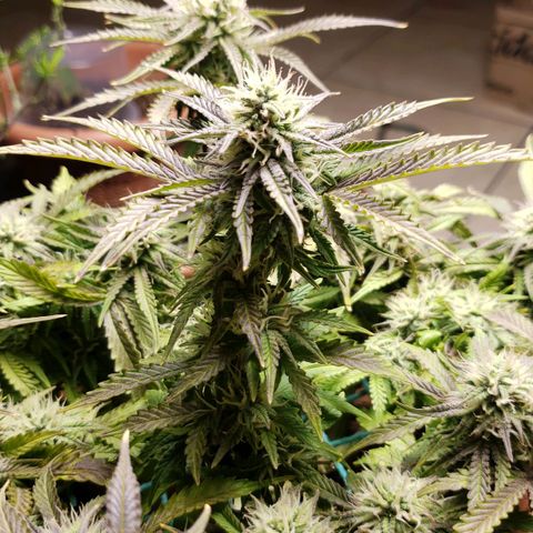 King Kush growlog timeline photo