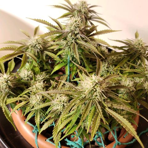 King Kush growlog timeline photo