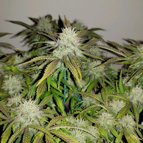 King Kush growlog timeline photo