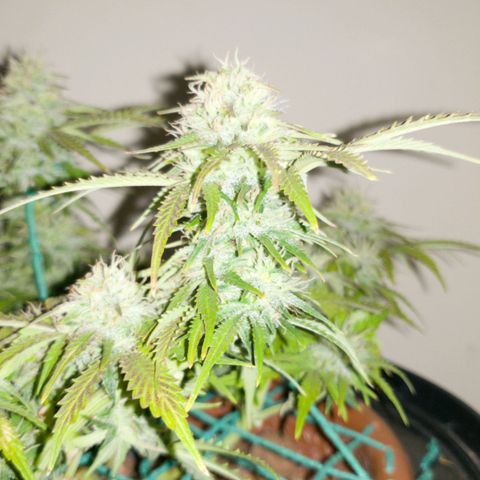King Kush growlog timeline photo