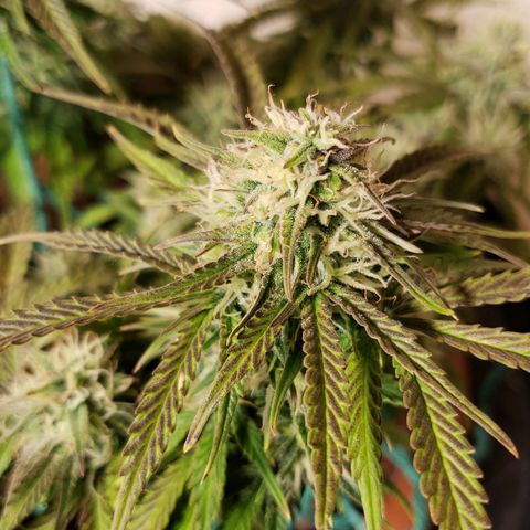 King Kush growlog timeline photo