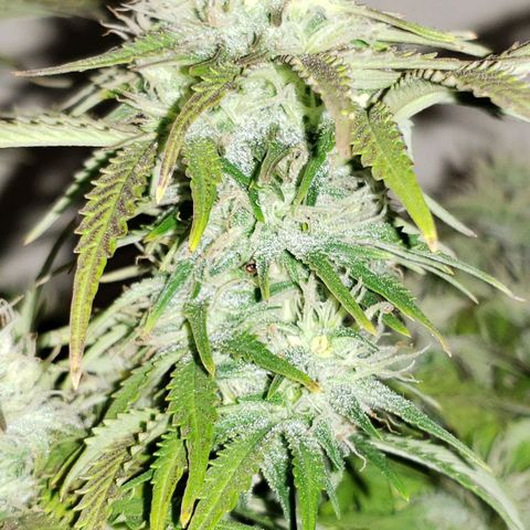 King Kush growlog timeline photo