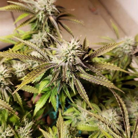 King Kush growlog timeline photo