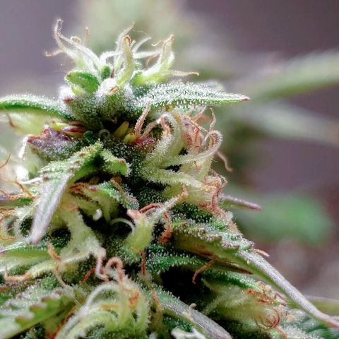 King Kush growlog timeline photo