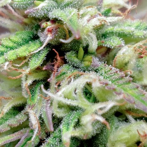 King Kush growlog timeline photo