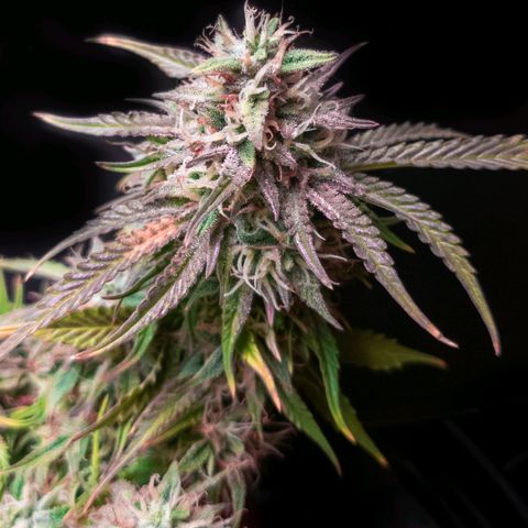 King Kush growlog timeline photo