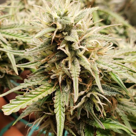 King Kush growlog timeline photo