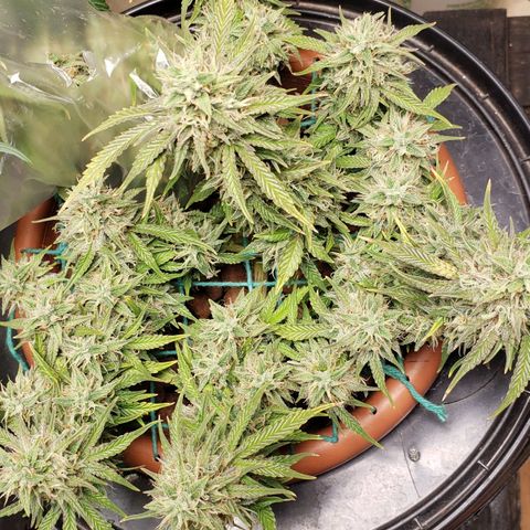 King Kush growlog timeline photo