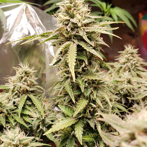 King Kush growlog timeline photo