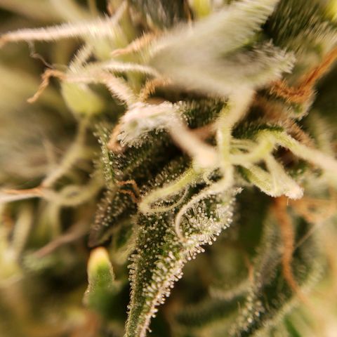 King Kush growlog timeline photo