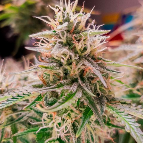 King Kush growlog timeline photo