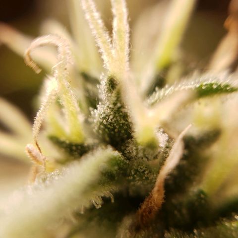 King Kush growlog timeline photo
