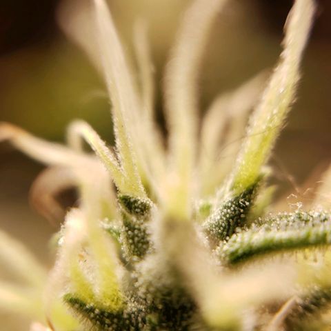 King Kush growlog timeline photo