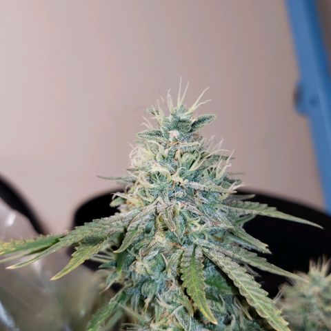 King Kush growlog timeline photo